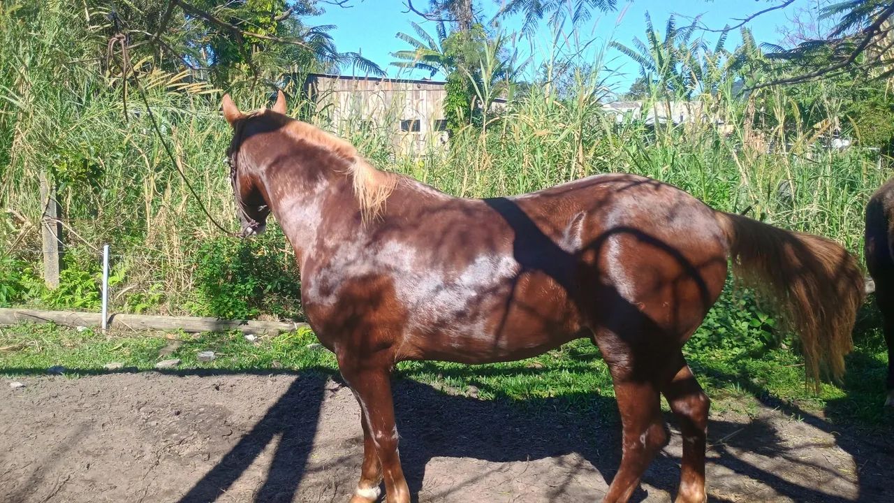 Vendo cavalo - Foto 2
