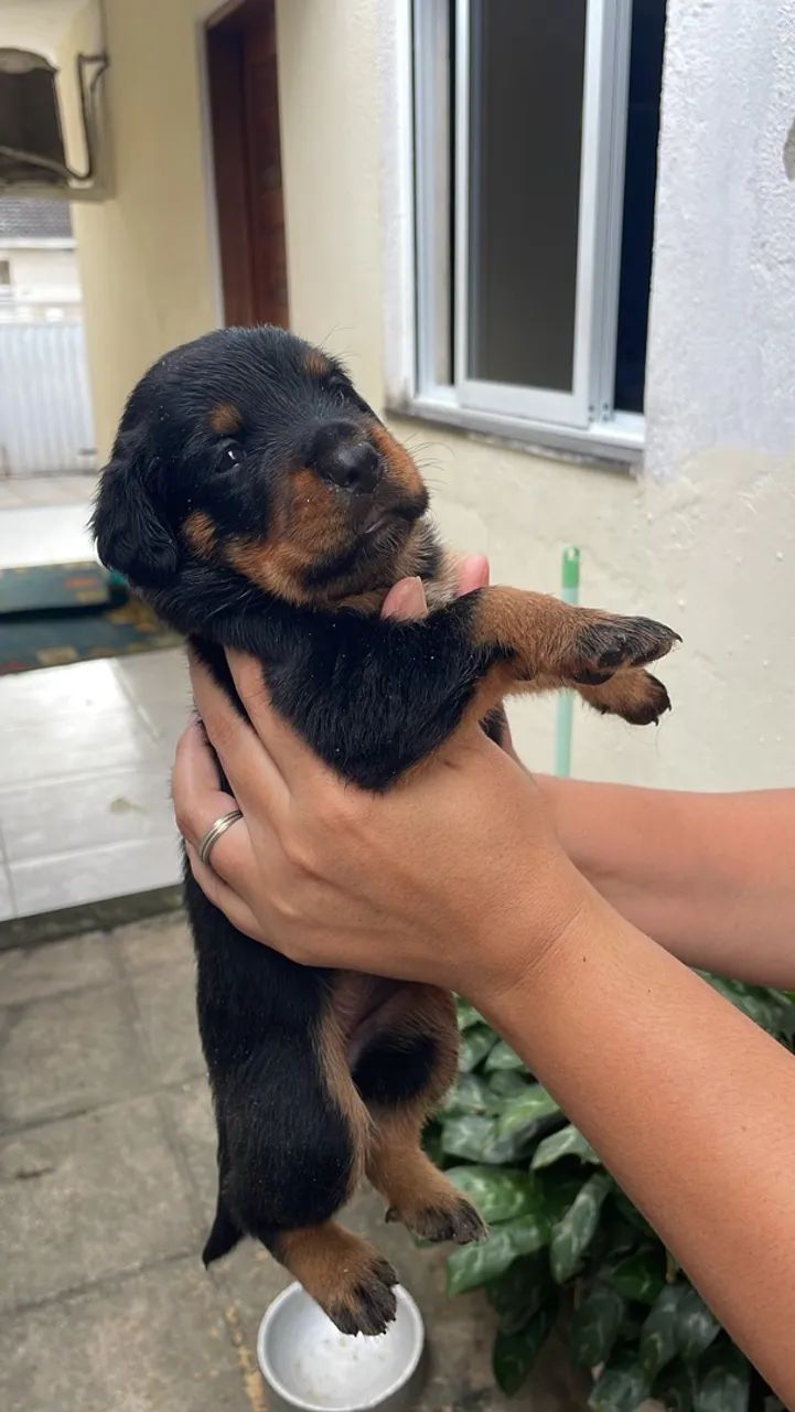 Rottweiler  - Foto 3