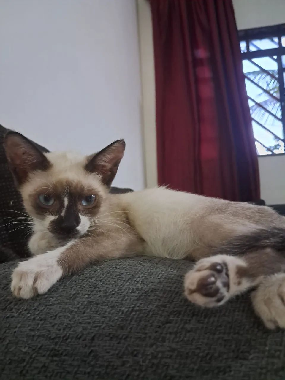 Doação gato