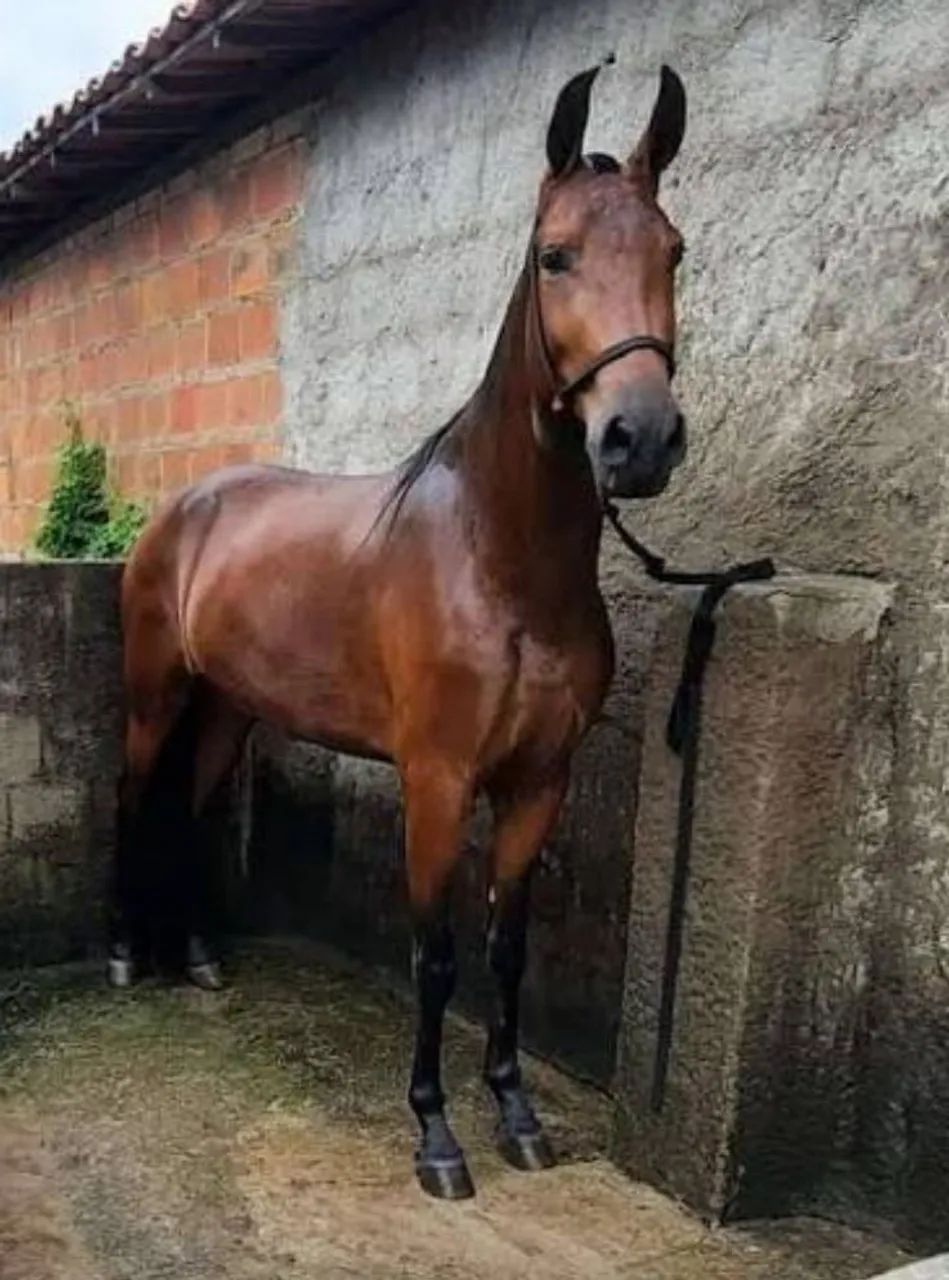 Vendo égua mangalarga machador linhagem tigrao café preço por oportunidade 