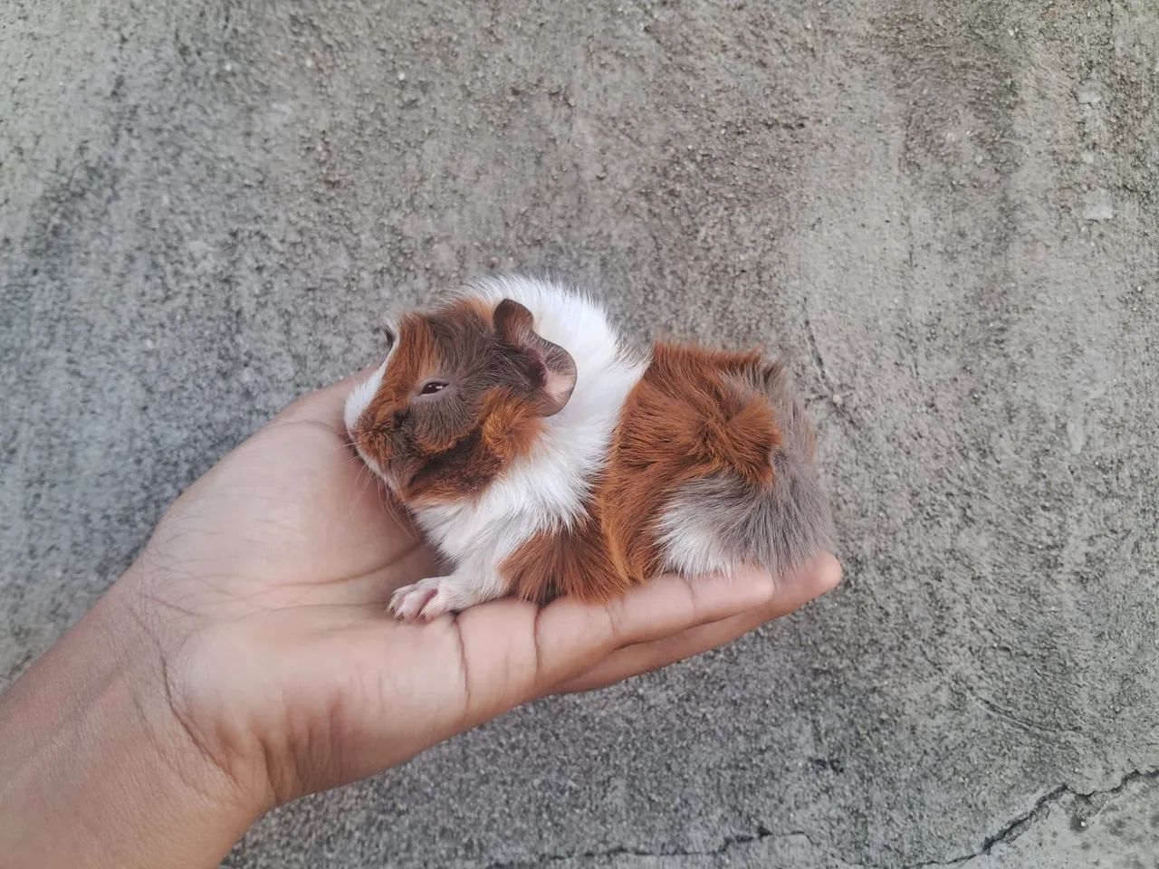 Porquinhos da índia filhotes 