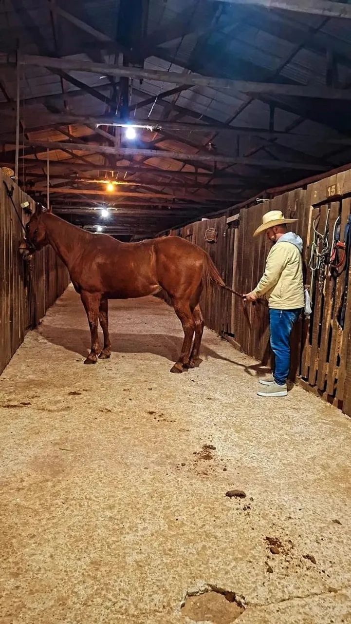Cavalo pra todo serviço 