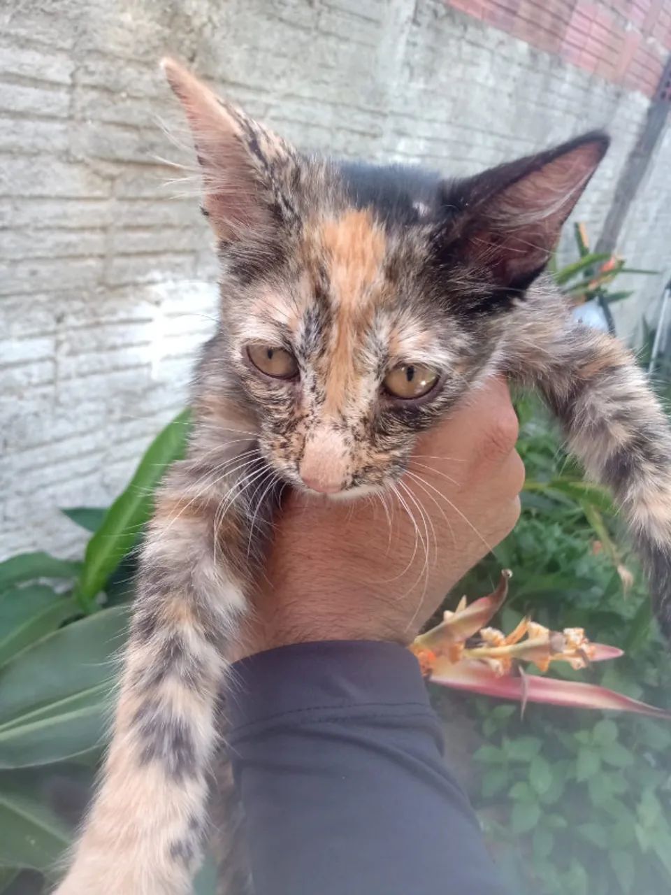 Duas gatinhas para doação - Foto 3