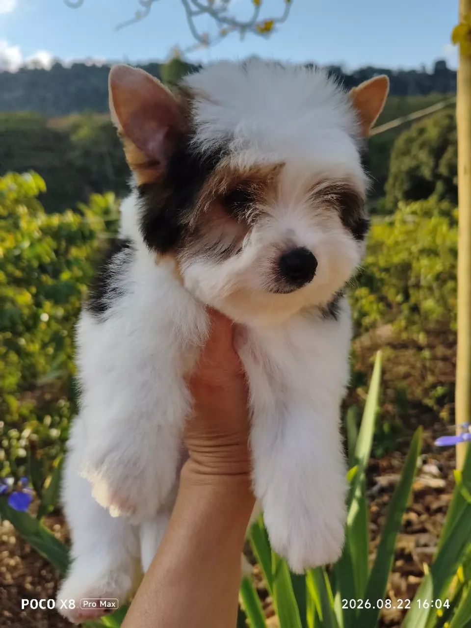 Yorkshire Biewer Terrier Machinho