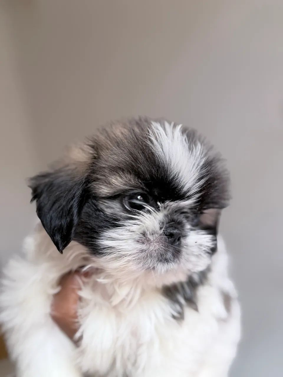 Shih tzu padrão top   - Foto 6