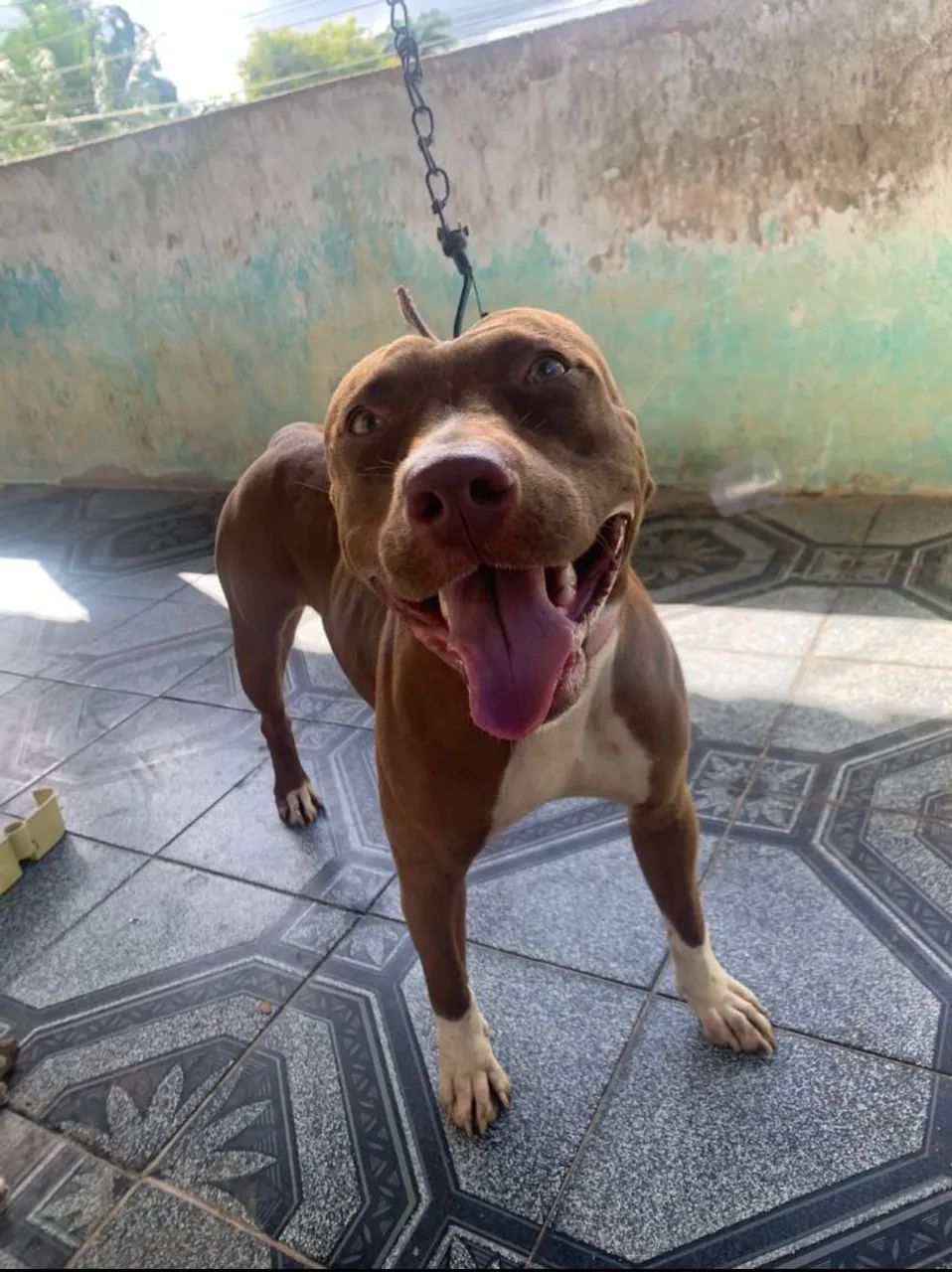 Vendo filhotes de Pit Bull  - Foto 5