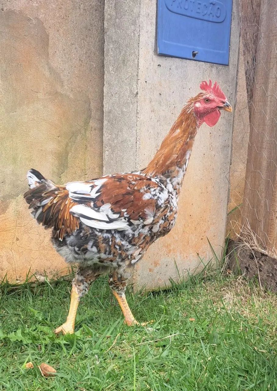 Frango balão 