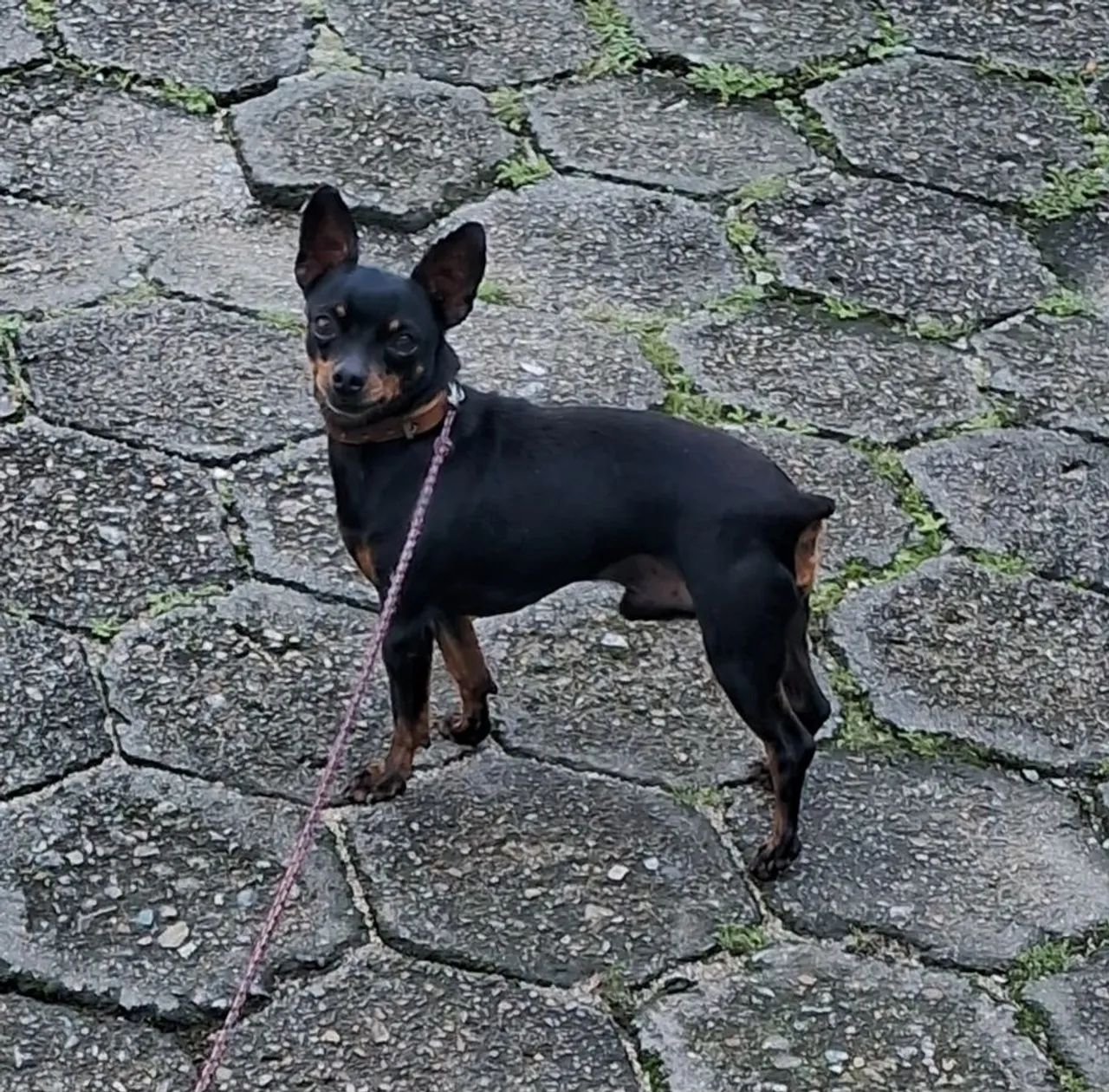 Pinscher macho  - Foto 2
