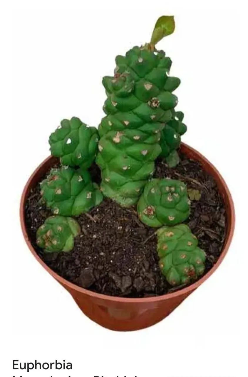 Mudas de plantas  - Foto 5