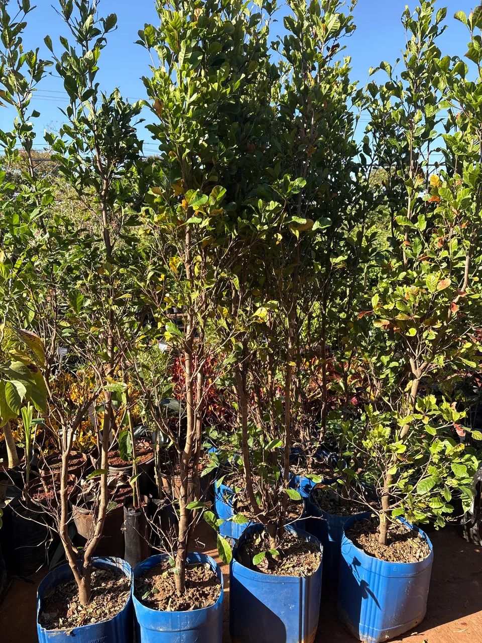 Muda de fruta do milagre grande