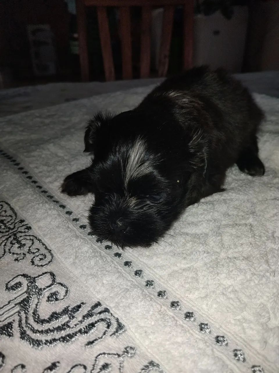 Cachorro  - Foto 2