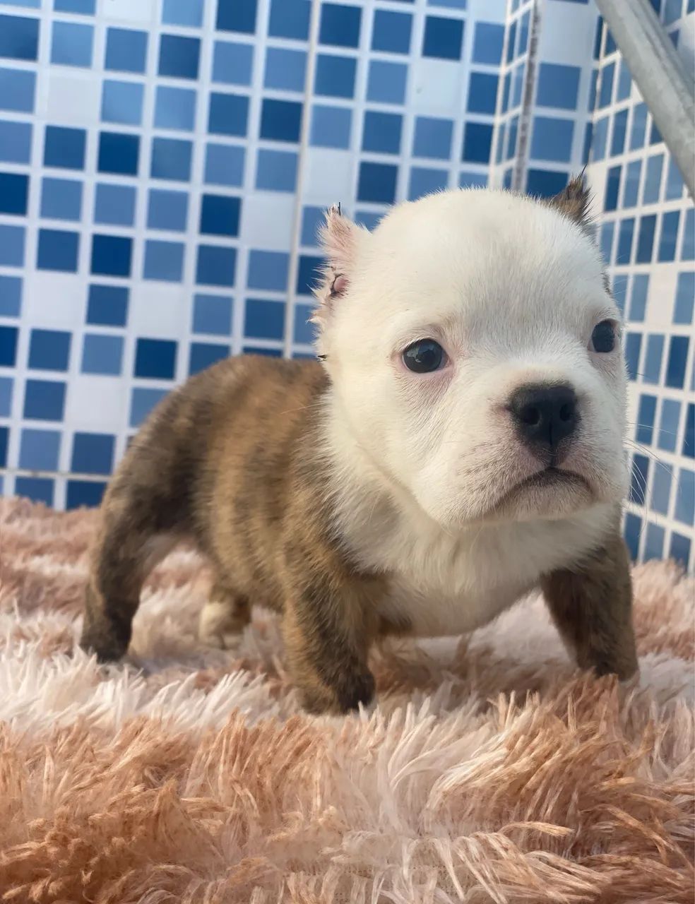 American bully micro - Foto 3
