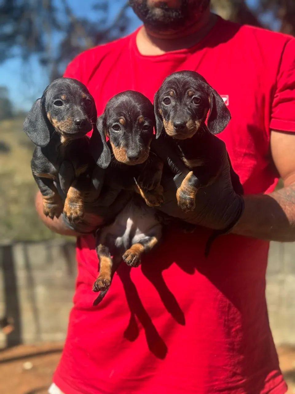Dachshund | O amigo perfeito 