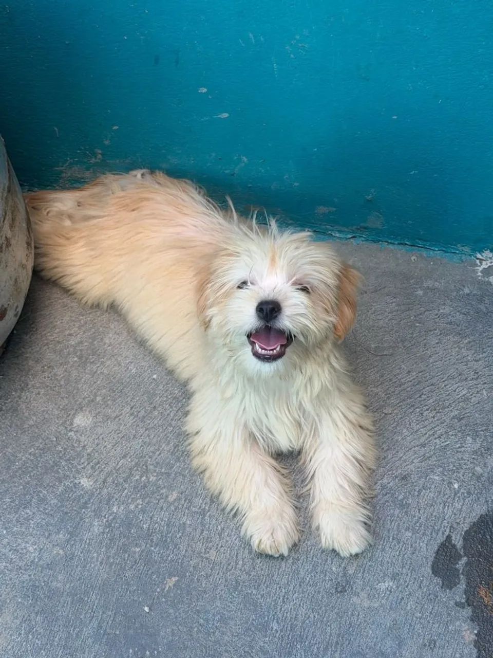 Lindos Lhasa Apso