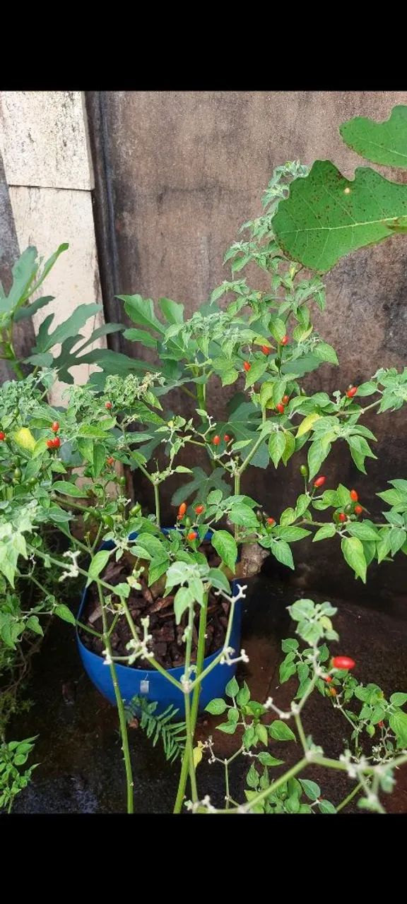 Pé de Pimenta Cumari do Mato  - Foto 4