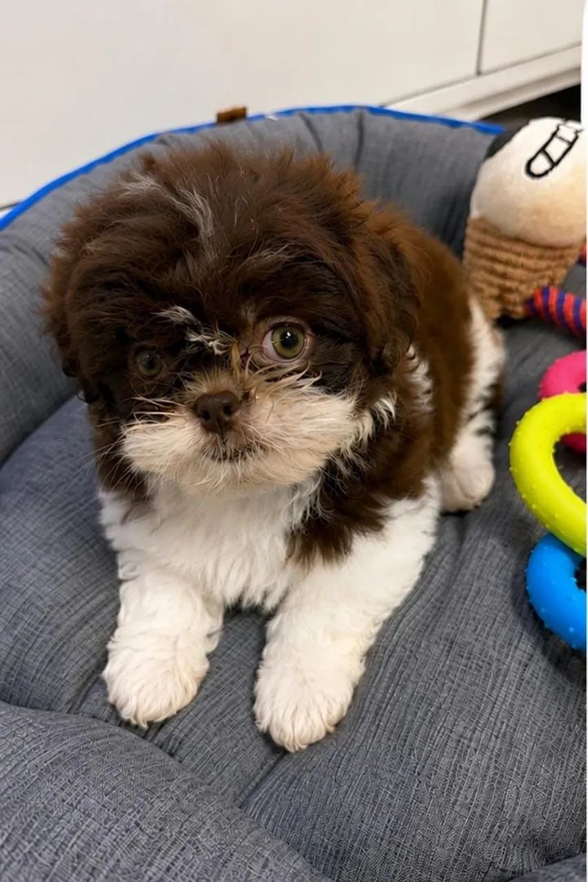 Shihtzu macho figado 