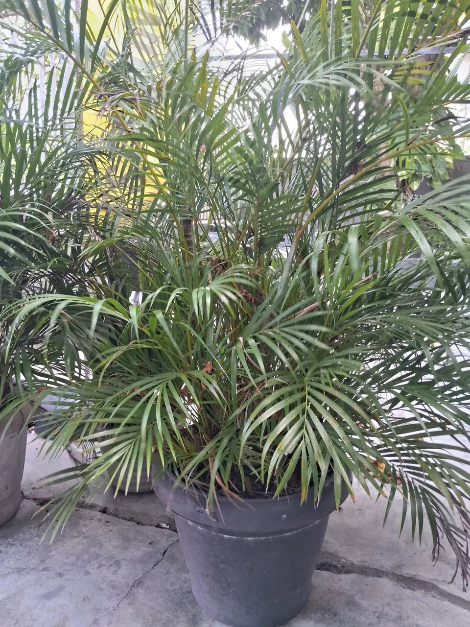 Palmeira  - Foto 2