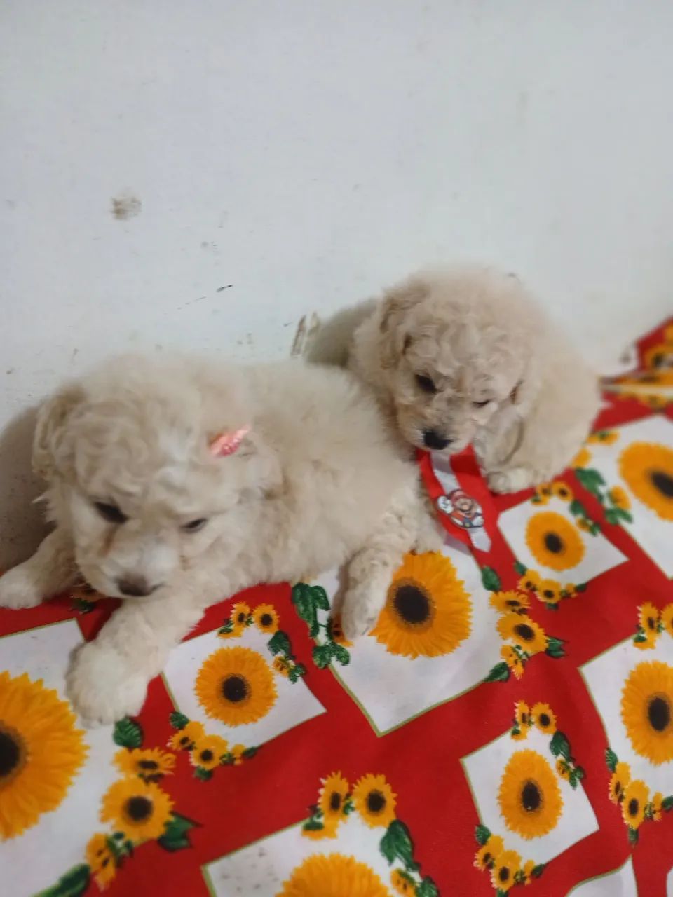 Poodle Micro Toy