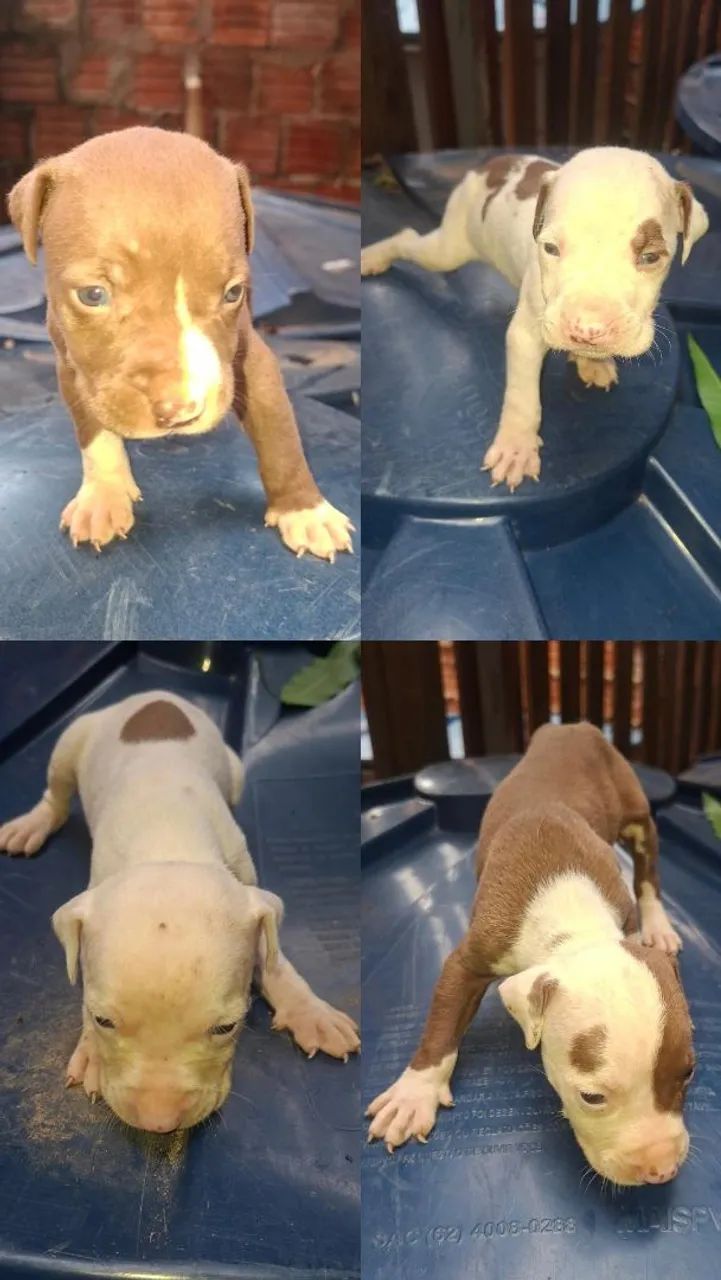 Filhotes pitbull