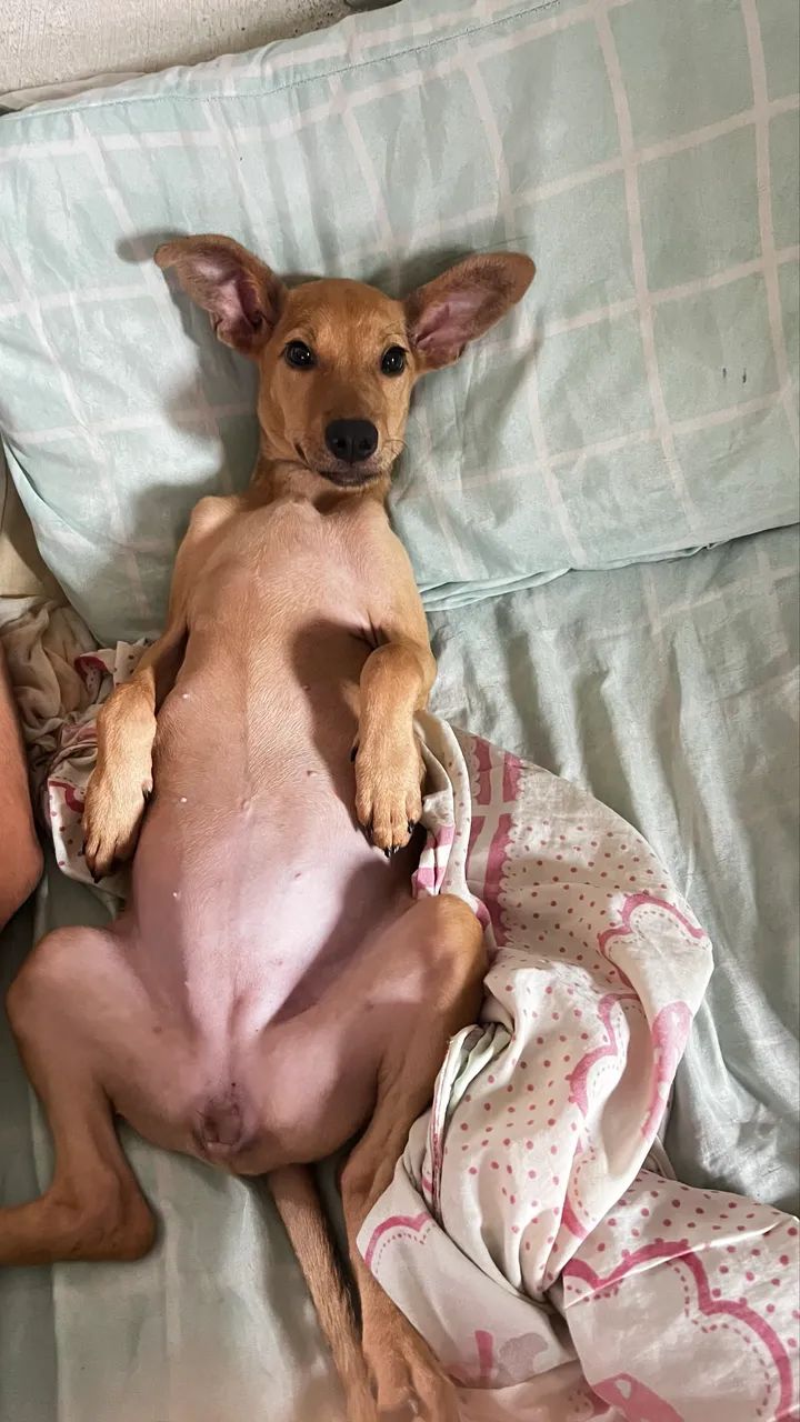 Adoção Responsável  - Foto 4