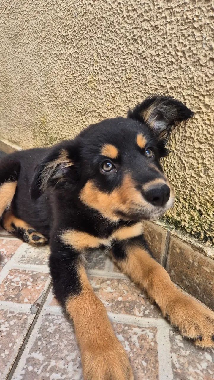 Boder collie - Foto 5