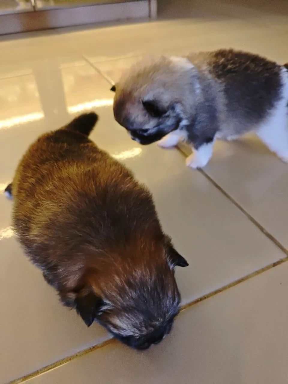 Spitz alemão  - Foto 2