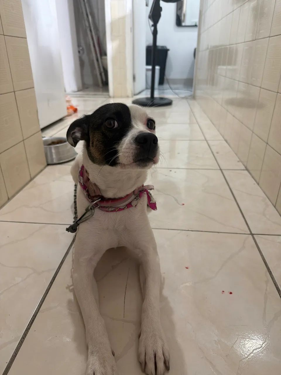 Doação de pet 