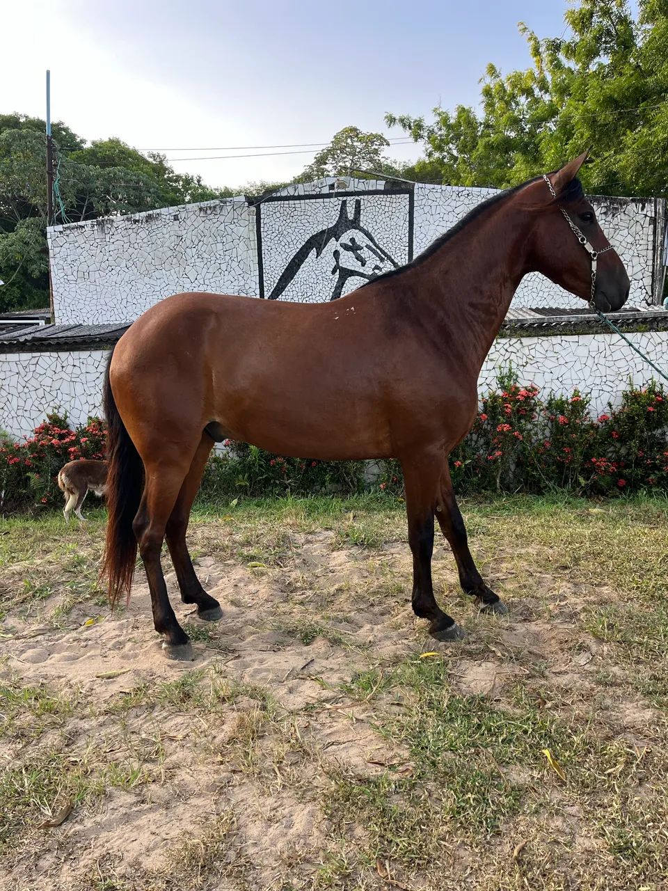 CAVALO CASTANHO SHOW DE MARCHA PICADA - Foto 6