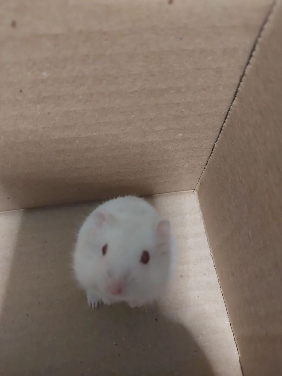 Hamster anão  - Foto 3