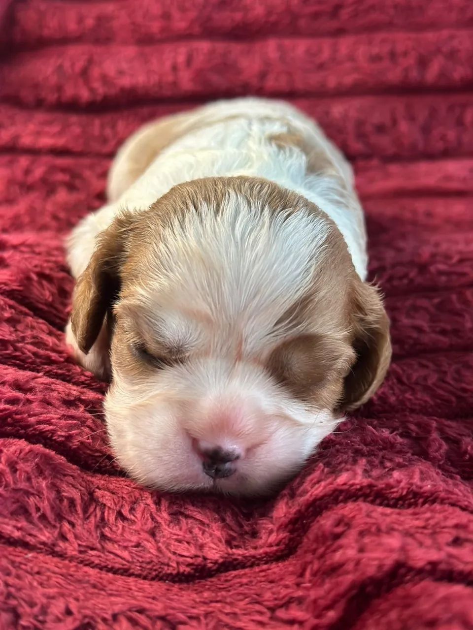 Cavalier King Spaniel  - Foto 4