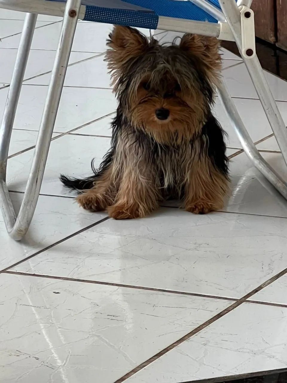 Yorkshire terrier  - Foto 2