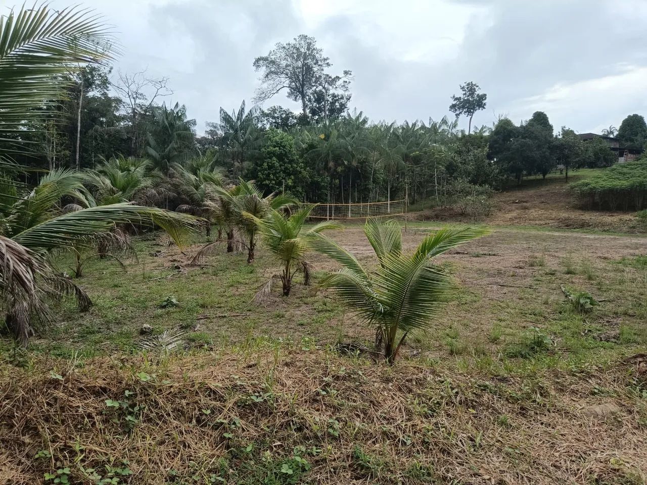 Sítio com 28 hectares em Pres. Figueiredo  - Foto 2