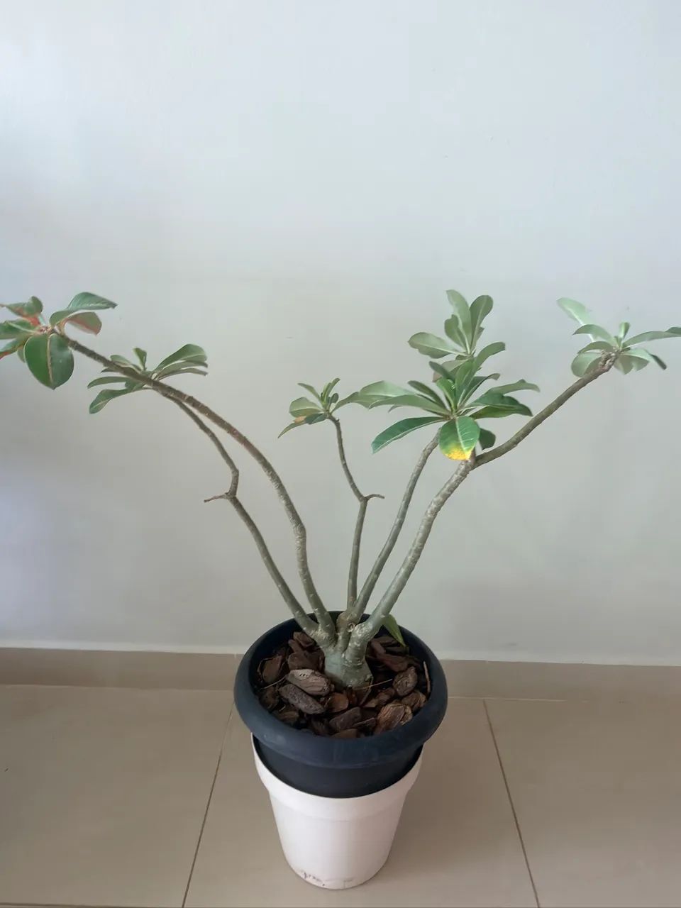 Rosa do deserto grande