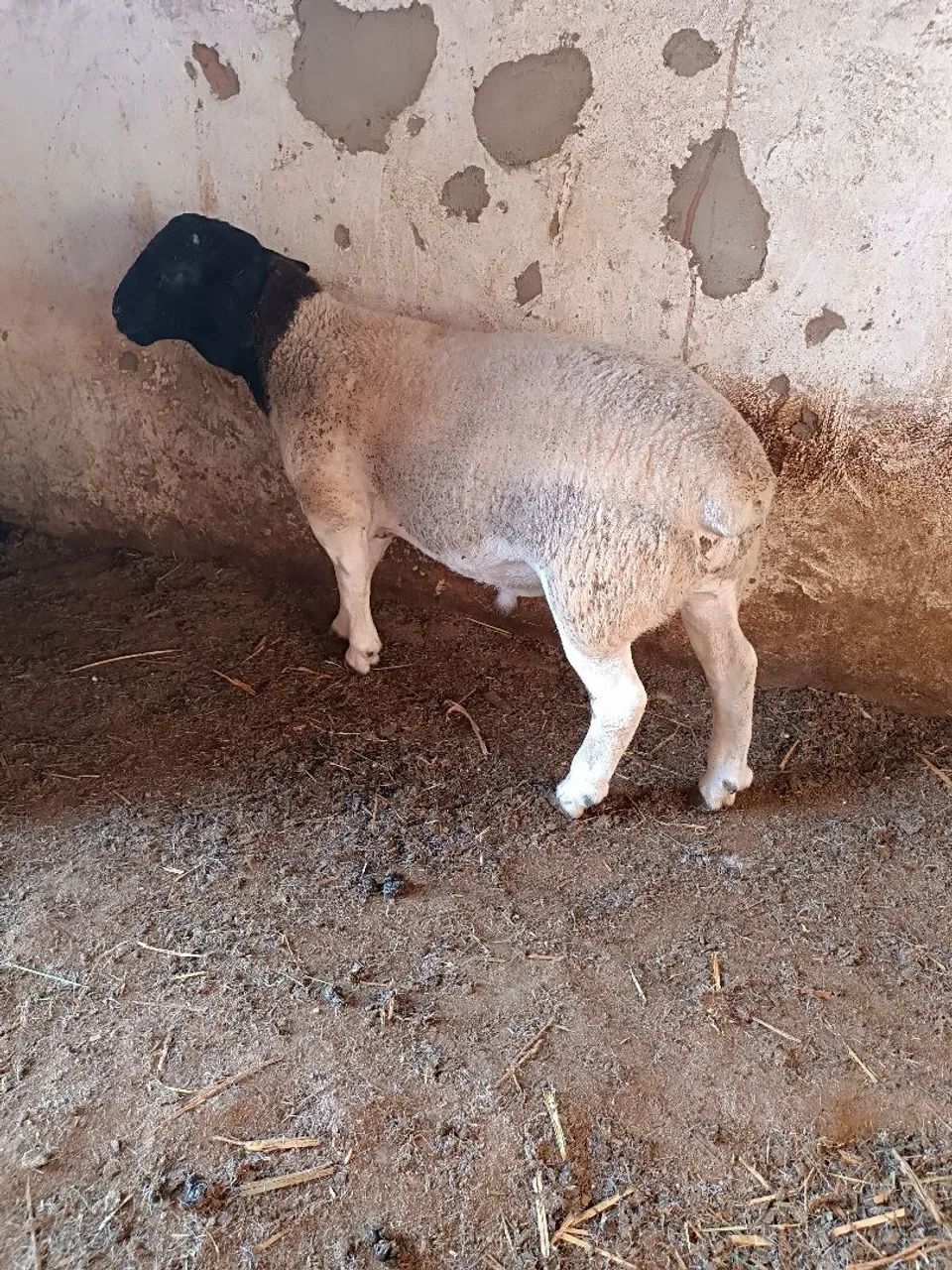 Borrego Dorper  - Foto 3