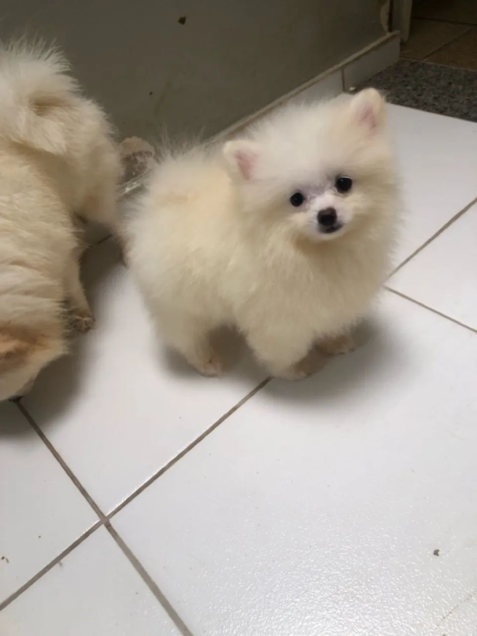 Spitz alemão macho com pedigree Cbkc  - Foto 4