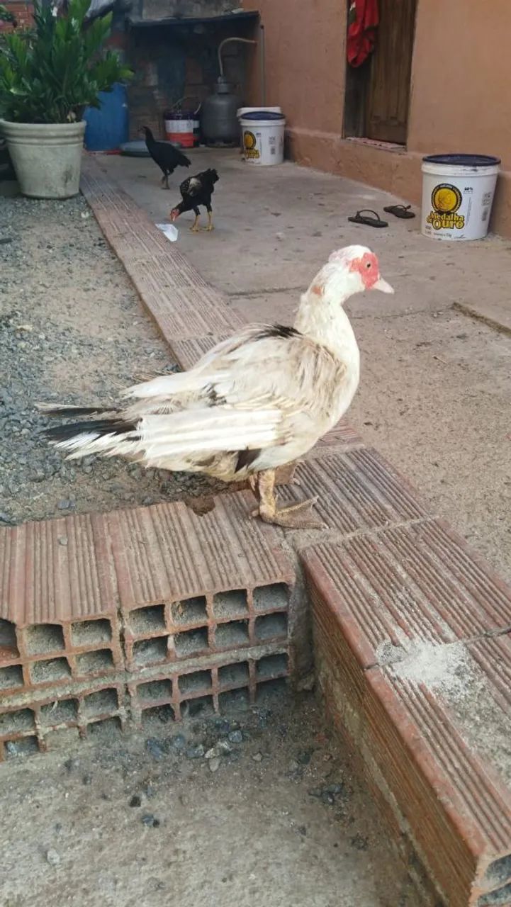 Pato  - Foto 4