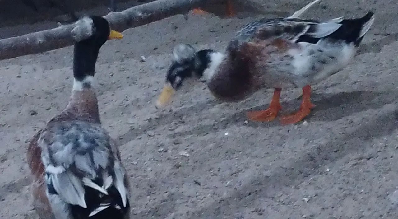 Marreco Macho Rowem de  Pom Pom Gigante no precinho só neste mês do consumidor - Foto 5