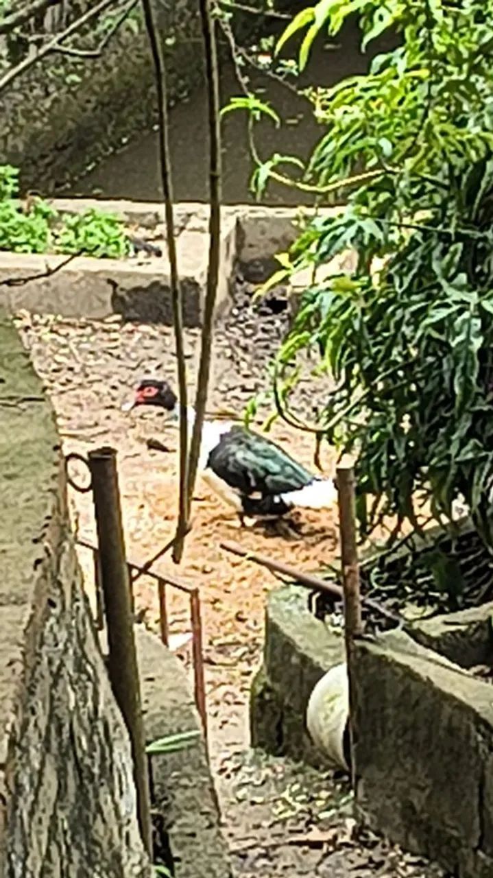 Frangos e patos a venda - Foto 3