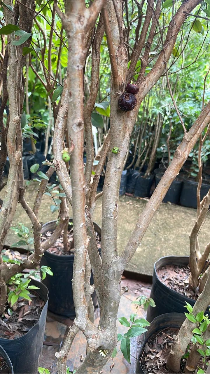 Jabuticaba híbrida 