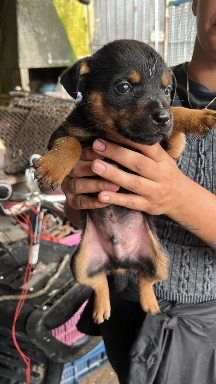 Rottweiler  - Foto 3