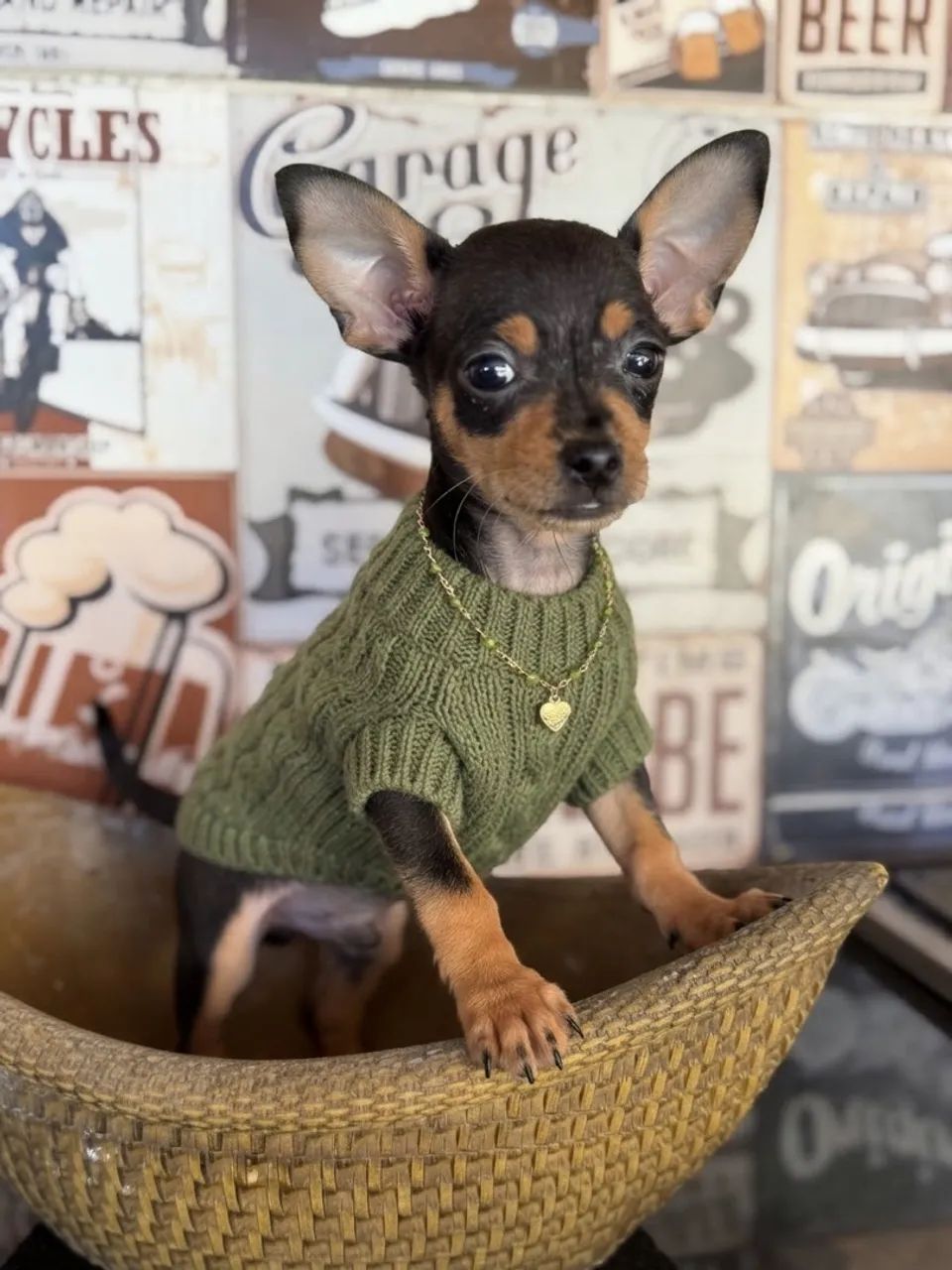 Bbs de pinscher  - Foto 5