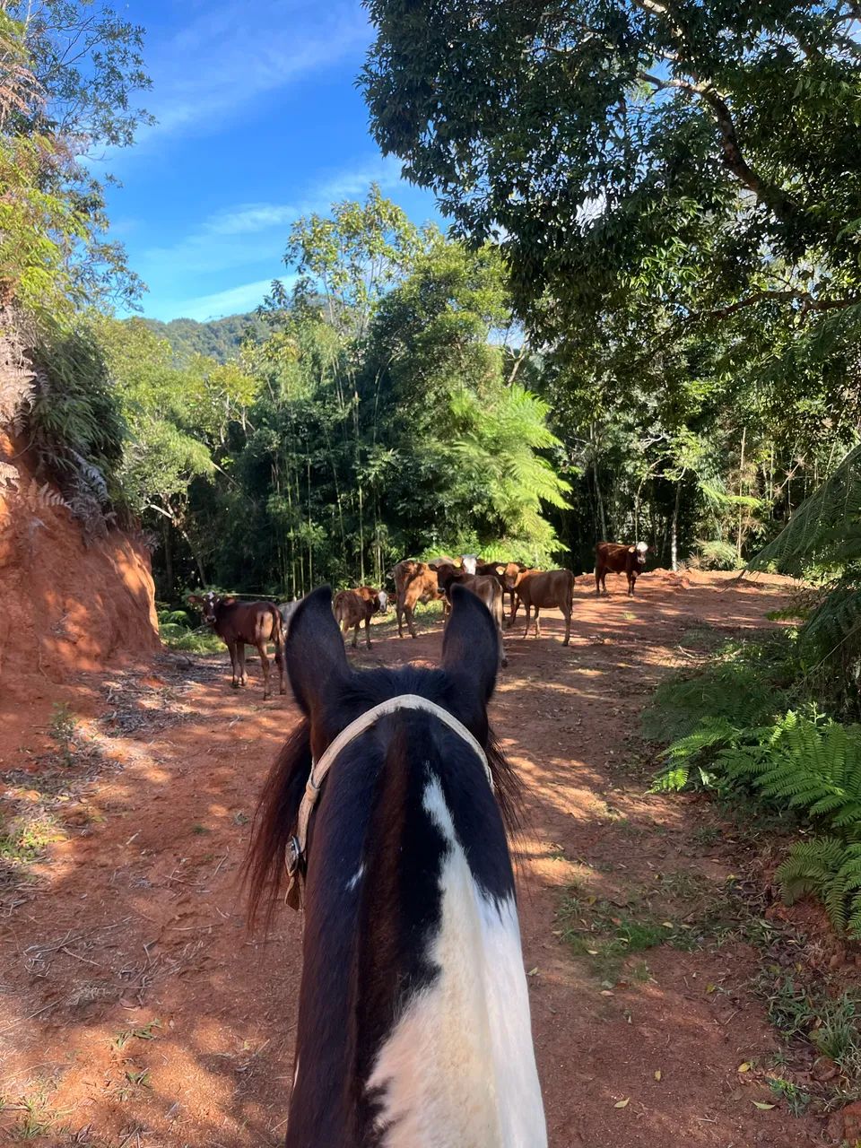 Cavalo - Foto 4