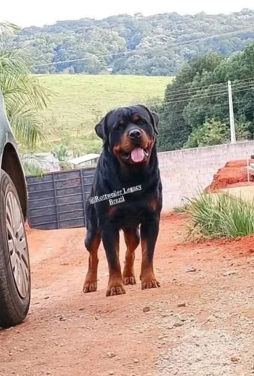 FEMEA ROTTWEILERS - Foto 2