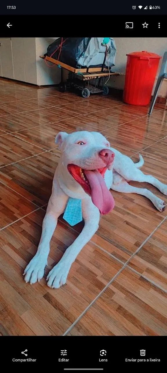 Doa cachorro 