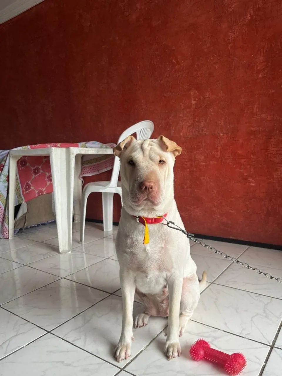 Adoção responsável  - Foto 4