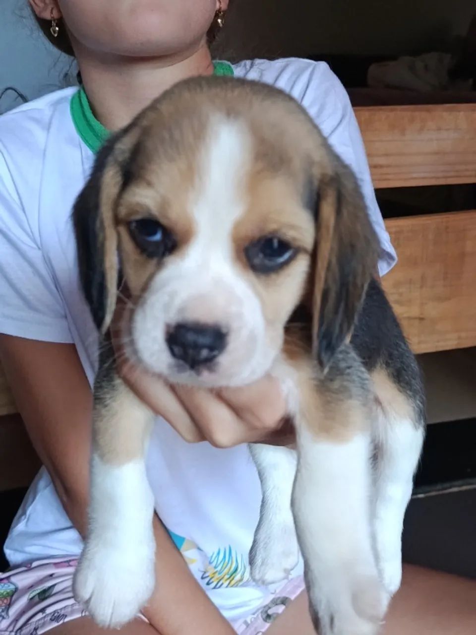 Cachorro  - Foto 2