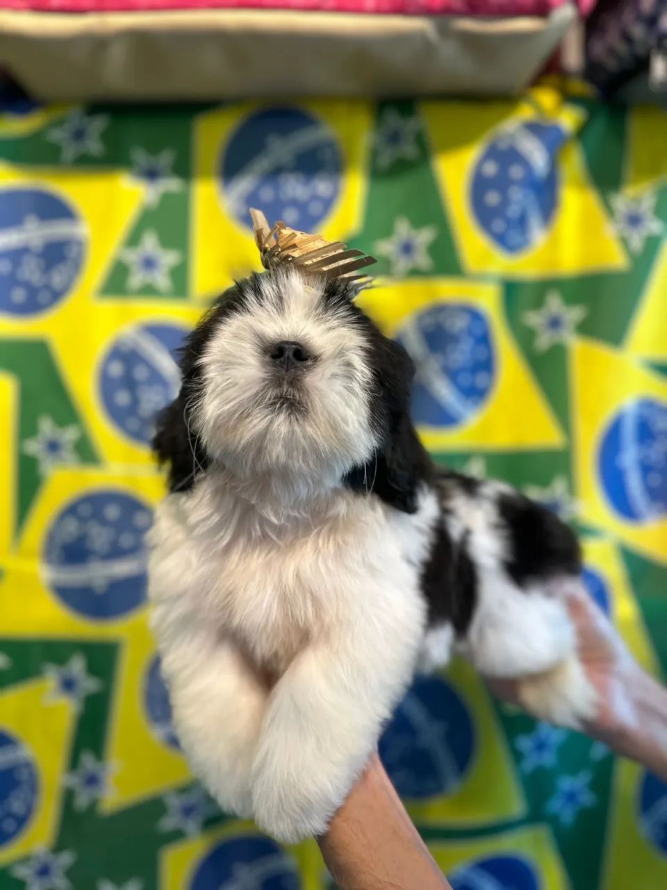Shitzu preto e branco  - Foto 3
