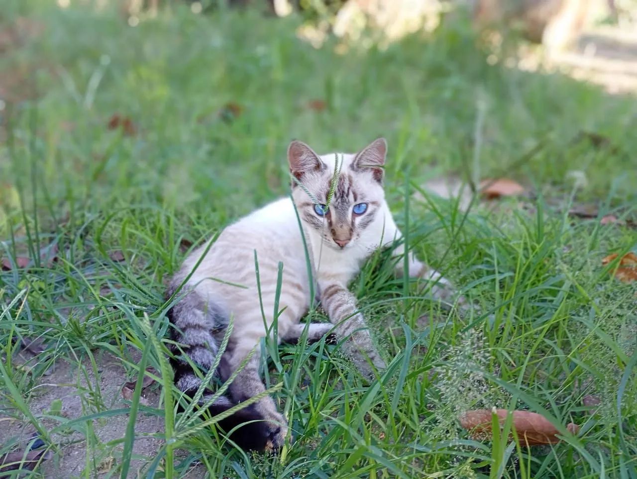 Estou doando esse lindo gatinho  - Foto 2