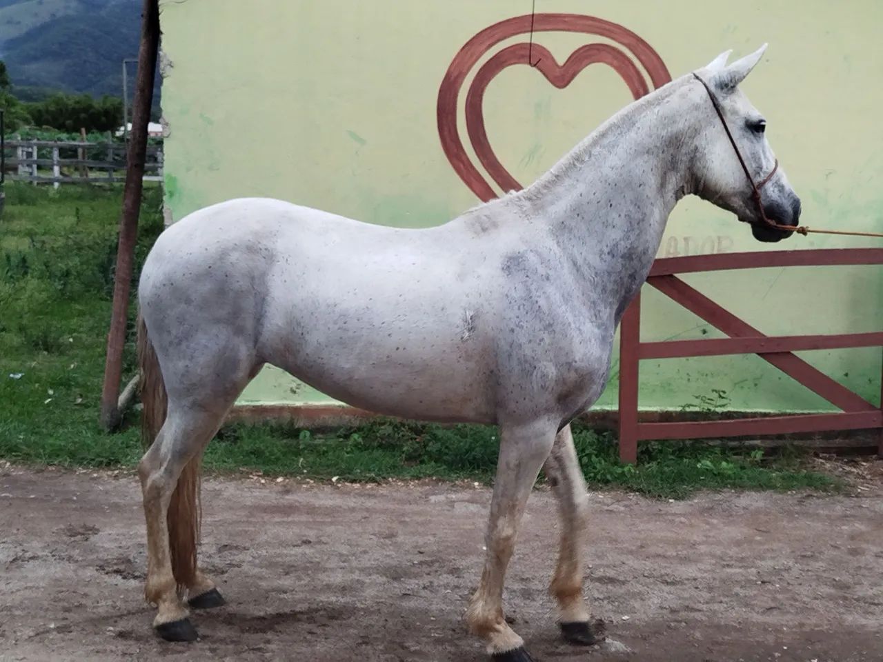 Vendo égua registrada somente pra reprodução  - Foto 2