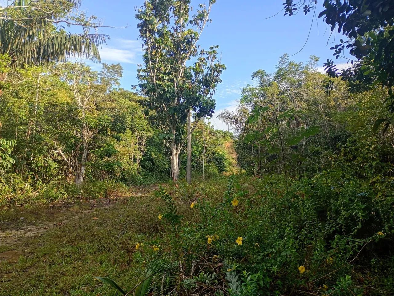 Vendo terreno/ chácara  - Foto 3
